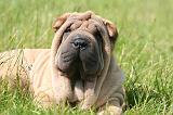 SHAR-PEI 931